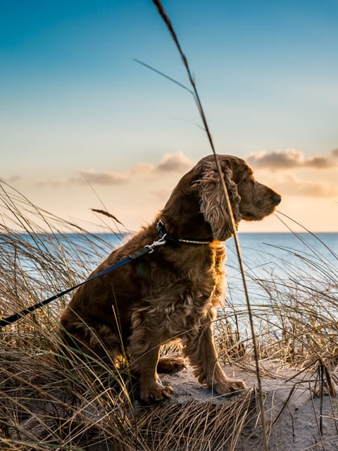 Thing To Do Pet Friendly