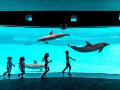 Things To Do Texas State Aquarium