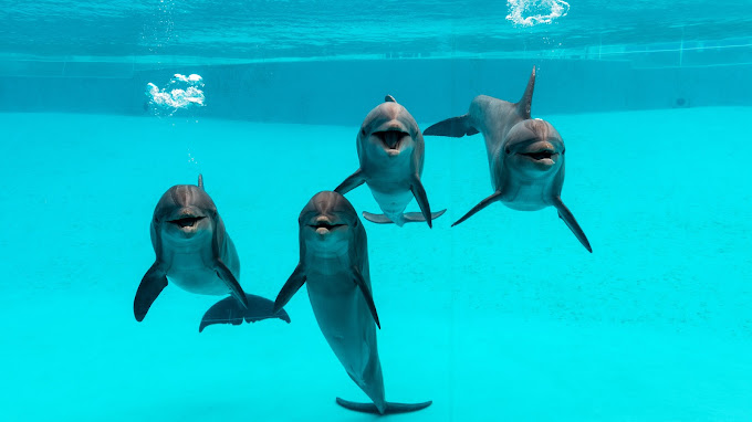 Thing To Do Sightseeing/Family Fun